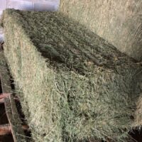 Lucerne MEDIUM pack R/LM